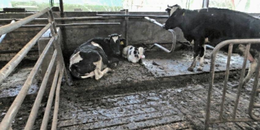 119 verwaarloosde runderen weggehaald bij veehouder 