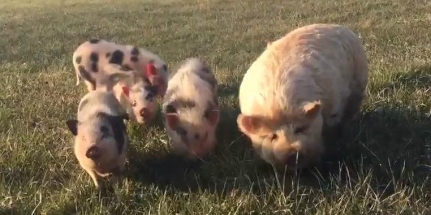 Vijf biggetjes gedumpt in natuurgebied Mill