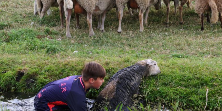 Jongen haalt twee schapen uit de sloot