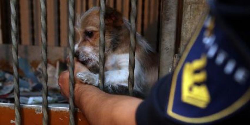 Foto van in beslag genomen pup | Politie