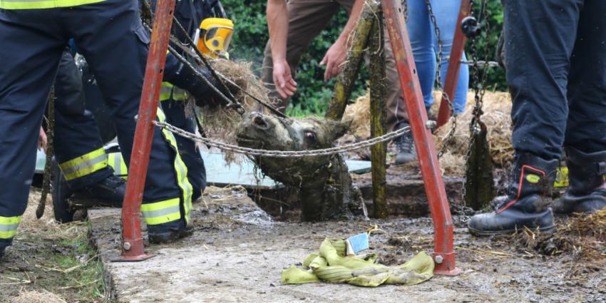 Brandweer drie uur bezig met bevrijden pony