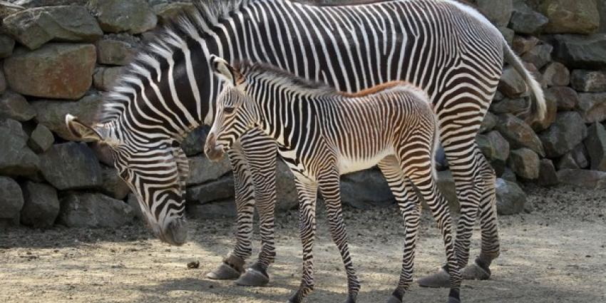 Pasgebprem zebraveulen met moeder Zohra | Artis Ronald van Weeren