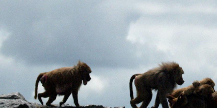 Herpes besmette apen vinden onderkomen bij Stichting AAP