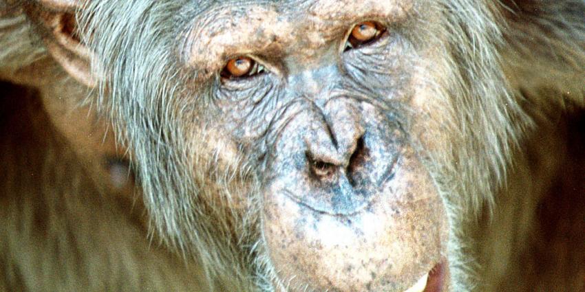 'Apen zijn fysiek in staat om te praten zoals mensen'