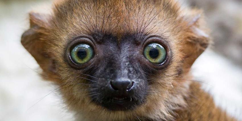Zeldzame blauwoogmaki geboren in Apenheul 