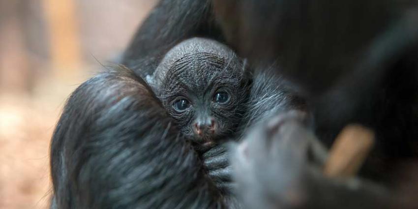 ‘Bosduivel’ geboren in ARTIS