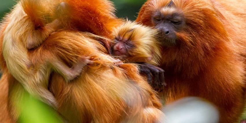 Zeldzame gouden leeuwapentweeling geboren