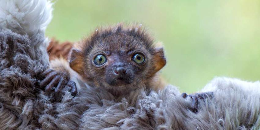 Zeldzame blauwoogmaki geboren in Apenheul