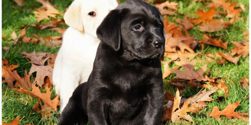 39 labradors in optocht door Maastricht