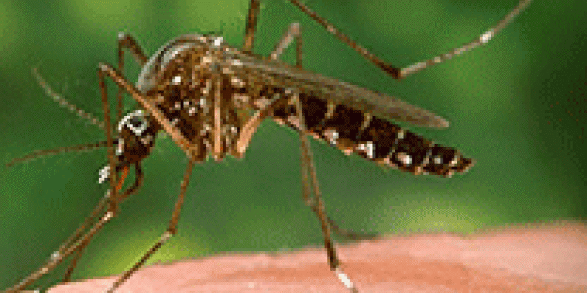 RIVM waarschuwt voor besmetting met chikungunya in Caribisch gebied