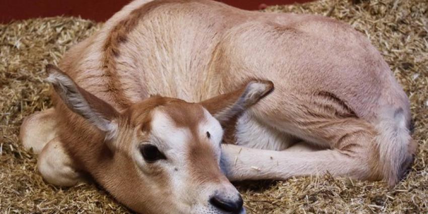 Algazelle geboren in DierenPark Amersfoort 