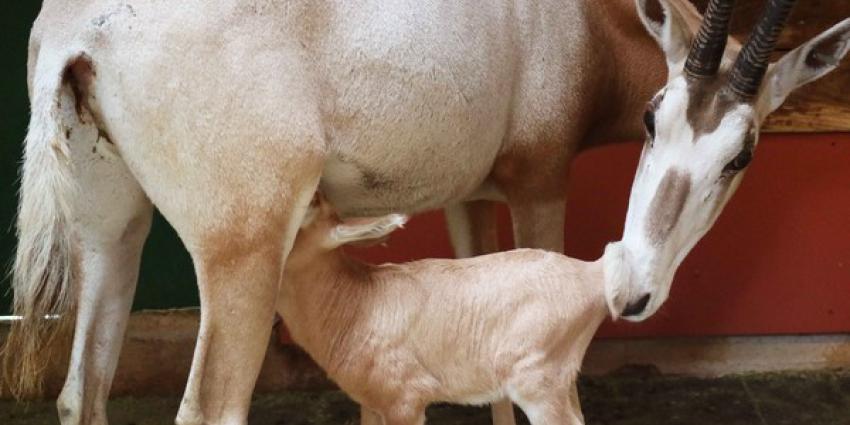 Algazelle geboren in DierenPark Amersfoort 