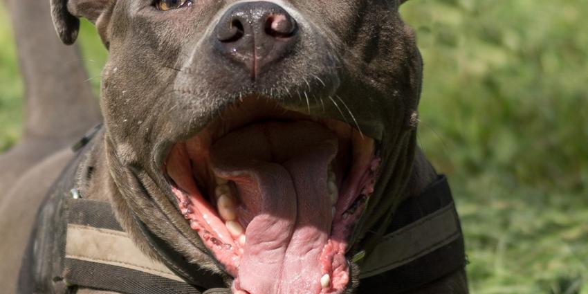 Vrouwen in Kerkrade gewond na aanval door hond