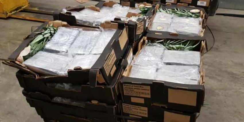 Ruim 500 kilo cocaïne aangetroffen in ananassen