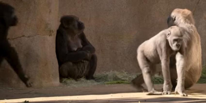 Nu ook gorilla's met corona besmet