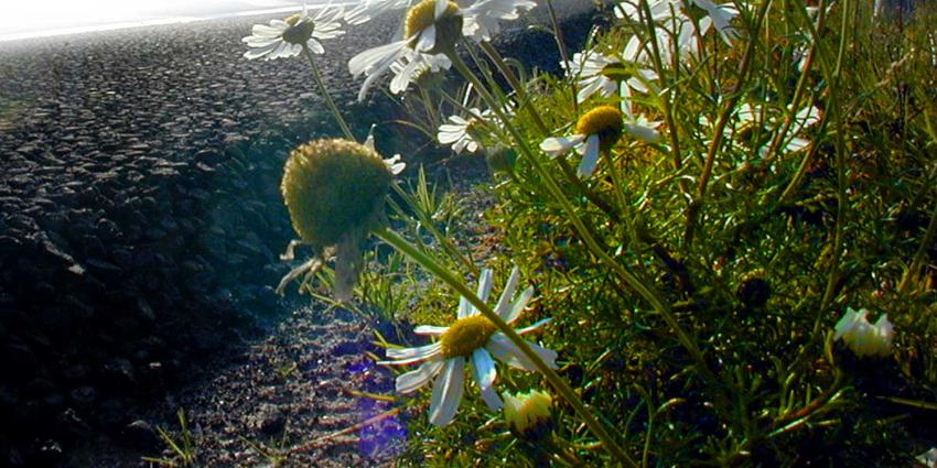 asfalt-stikstof-bloemen