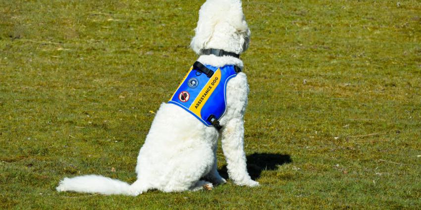 hulphond duidelijk herkenbaar aan dekje
