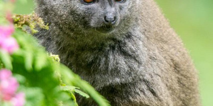 bamboemaki, geboren, apenheul