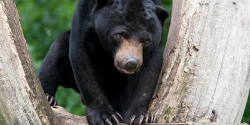 Duitse specialisten onderzoeken vruchtbaarheid Maleise beren in Burgers' Zoo