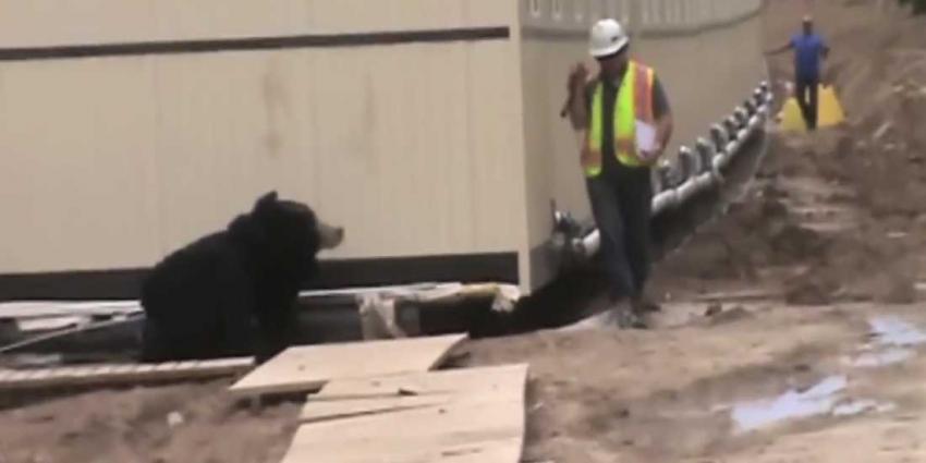 Bouwvakkers nemen collega te grazen met berenpak