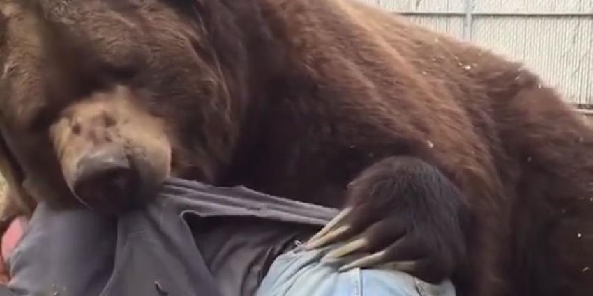 Twee knuffelende beren gespot