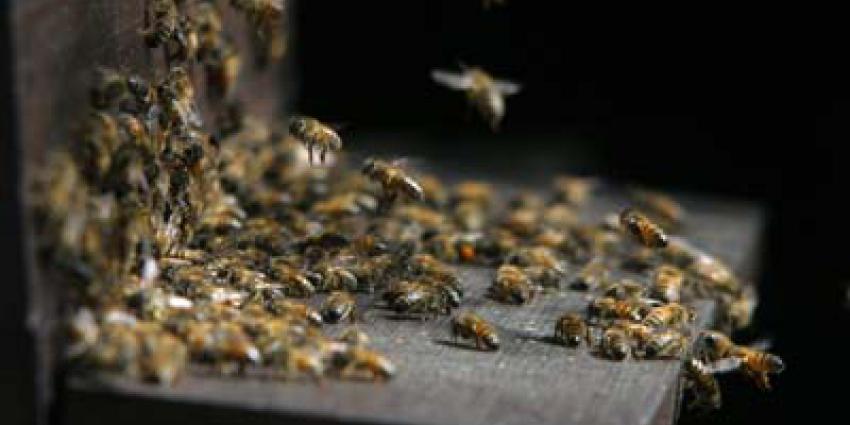 Opnieuw besmettelijke ziekte bij bijen in Drenthe vastgesteld