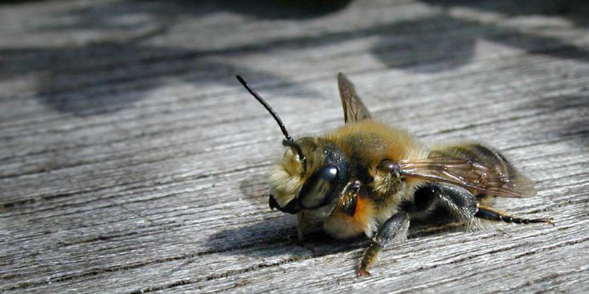 Sterfte bijenvolken afgelopen winter lager dan in vorige winters