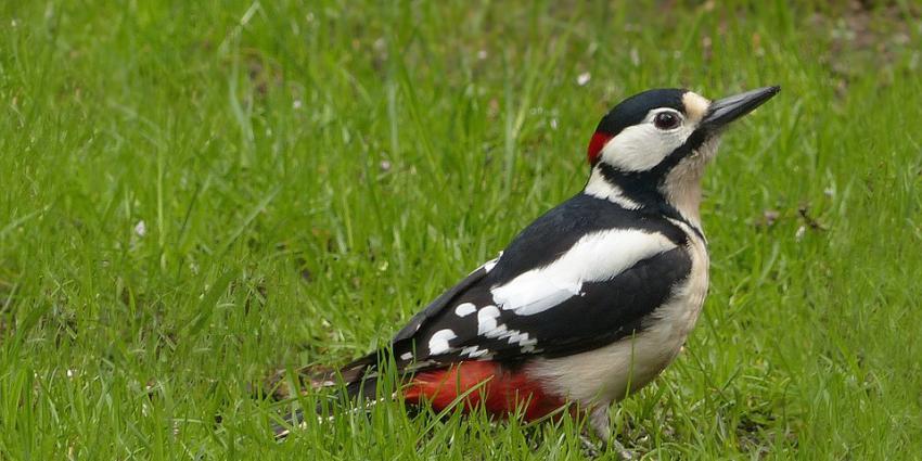Nieuwegein veroordeeld voor vernielen nest bonte specht  