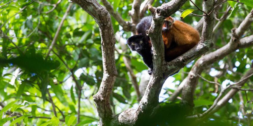 Apenheul geeft grote donatie voor blauwoogmaki op Madagaskar