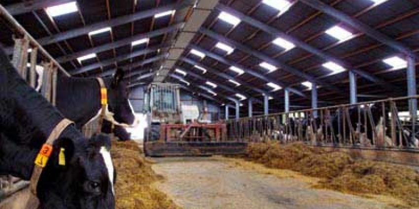 Foto van koe bij melkveehouderij | Archief EHF