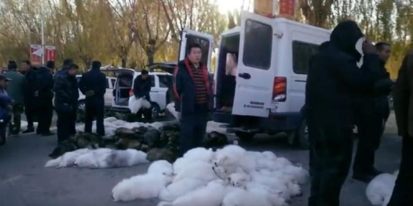 bont voor dieren, famke louise, documentaire, chinese bontindustrie 