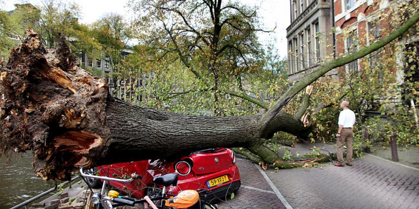 Foto van boom op auto Amsterdam | BON