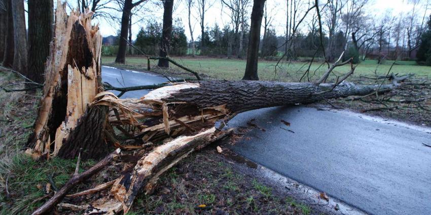 Omgewaaide boom verspert rijbaan aan Nergena in Boxtel