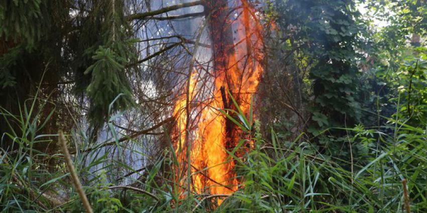 Kleine bosbrand in Boxtel moeilijk te lokaliseren maar vakkundig gedoofd door brandweer