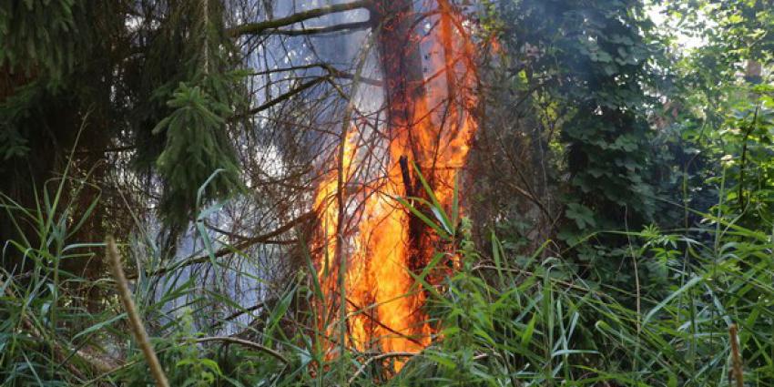 Kleine bosbrand in Boxtel moeilijk te lokaliseren maar vakkundig gedoofd door brandweer