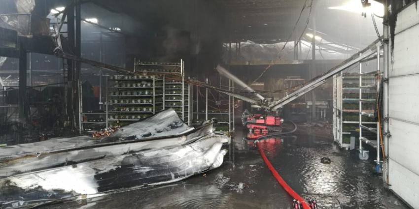 Grote brand verwoest plantenkwekerij in Roelofarendsveen 