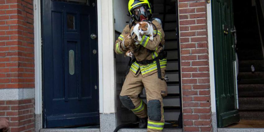 brandweerman-kat