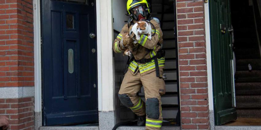 brandweerman-kat