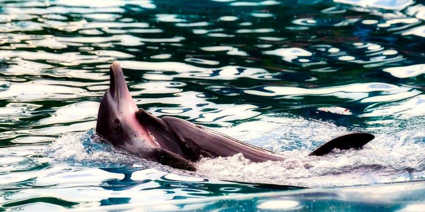 Partij voor de Dieren stelt vragen over bruinvissen in het Dolfinarium