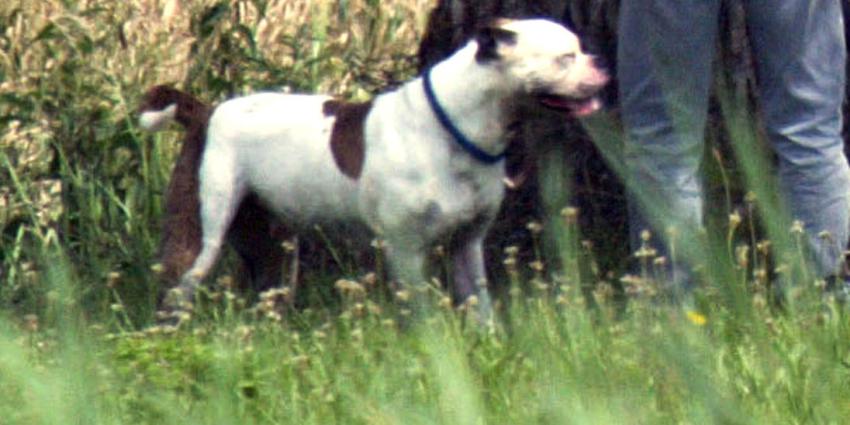 Vechthonden doodgeschoten na aanval op baasje