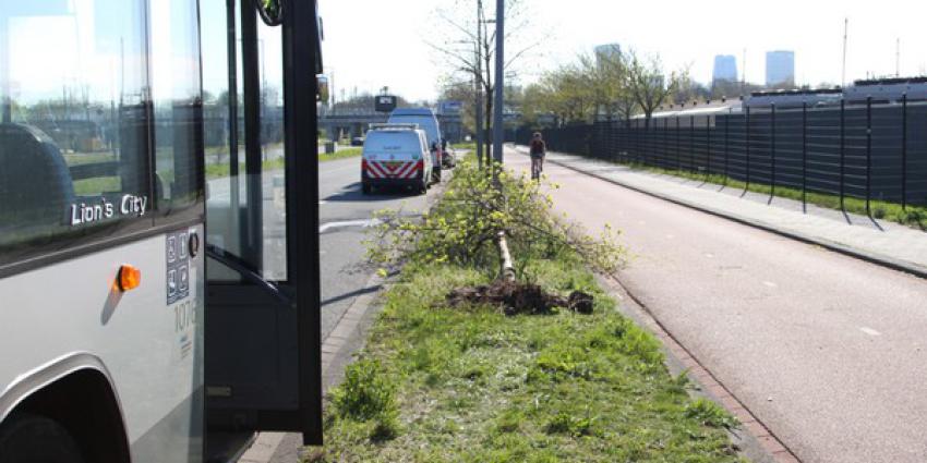 bus, botsen, boom, aanval, passagier