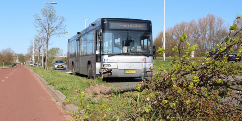 bus, botsen, boom, aanval, passagier