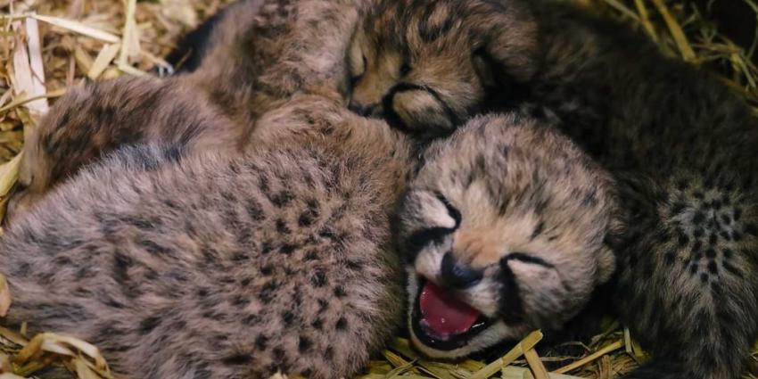 cheeta-welpjes