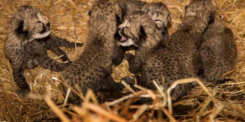 Cheetah Burgers's Zoo werpt haar 2e zesling
