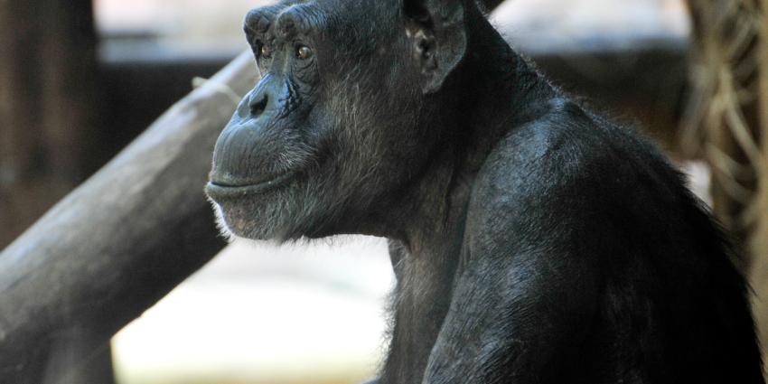 Chimpansee Kokkie overleden in DierenPark Amersfoort