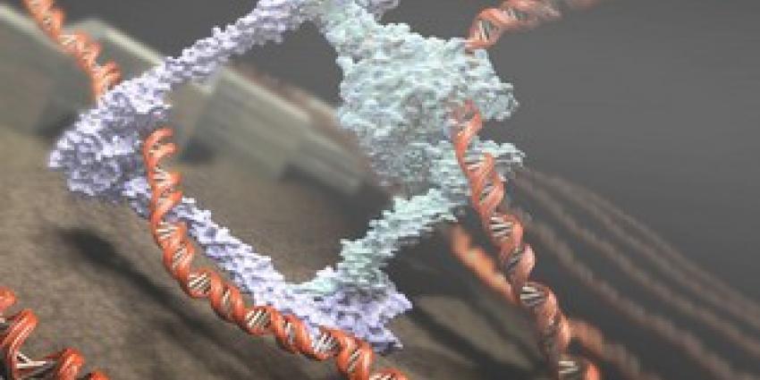 Ontdekking chromosoom-motortje steunt DNA-lussentrekkers