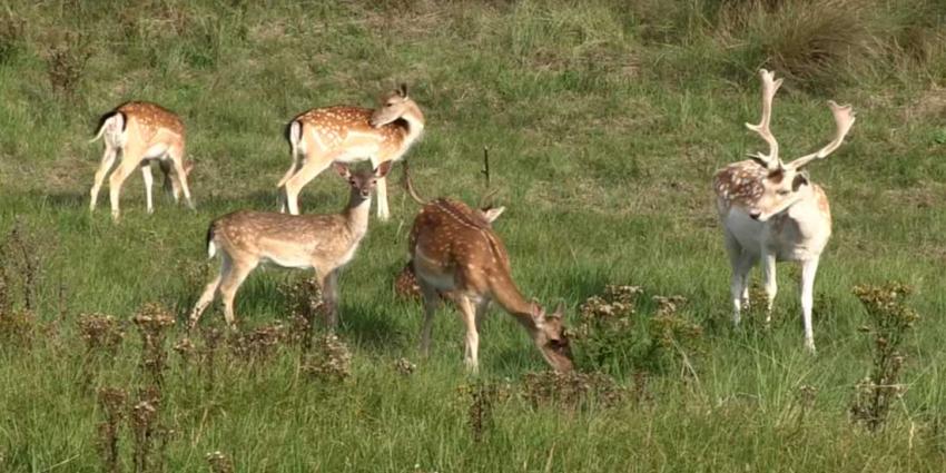 Bezoeker Hoge Veluwe mag niet van de paden meer wijken