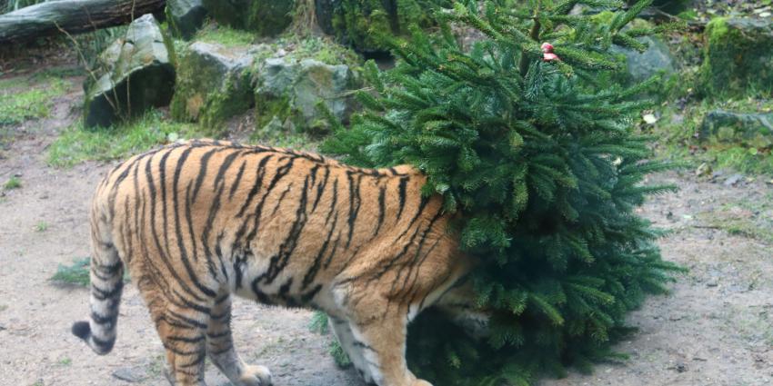 Tijger onderzoek kerstboom