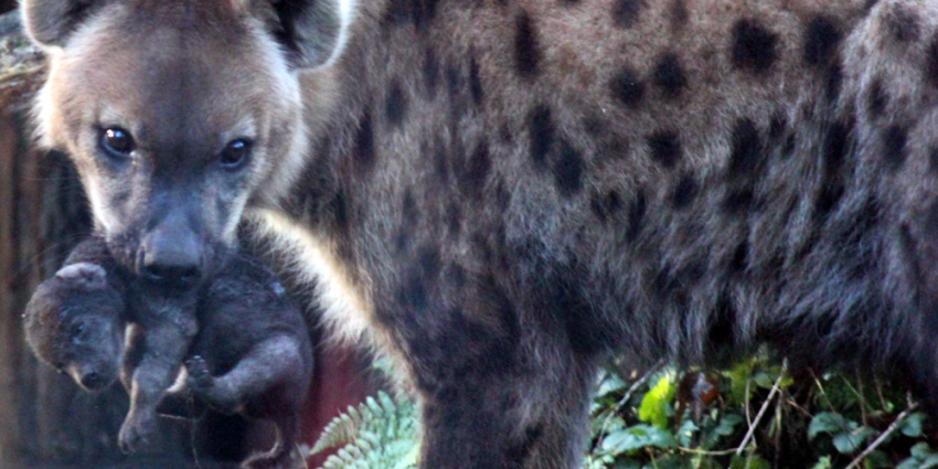 Hyenapup DierenPark Amersfoort via webcam te volgen