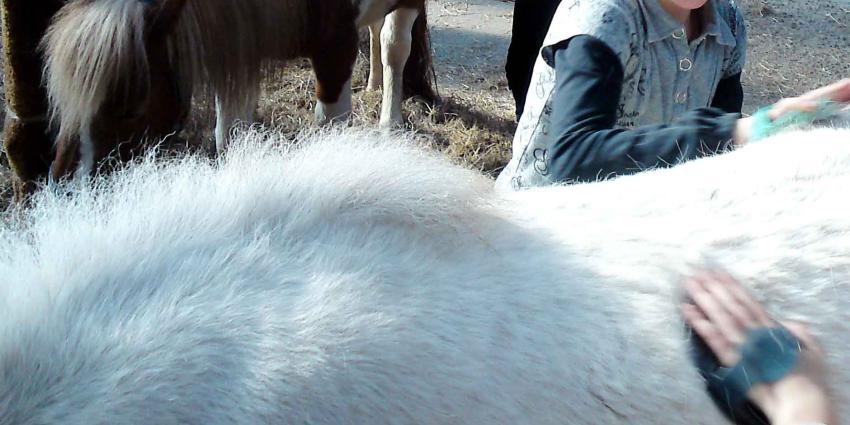 Dieren in beslaggenomen bij zorgboerderij